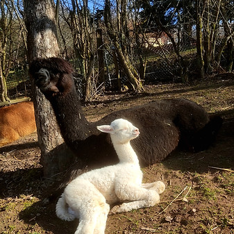 Mutter Scarlett und Sohn Stardust, vor 14 Tagen geboren.jpg