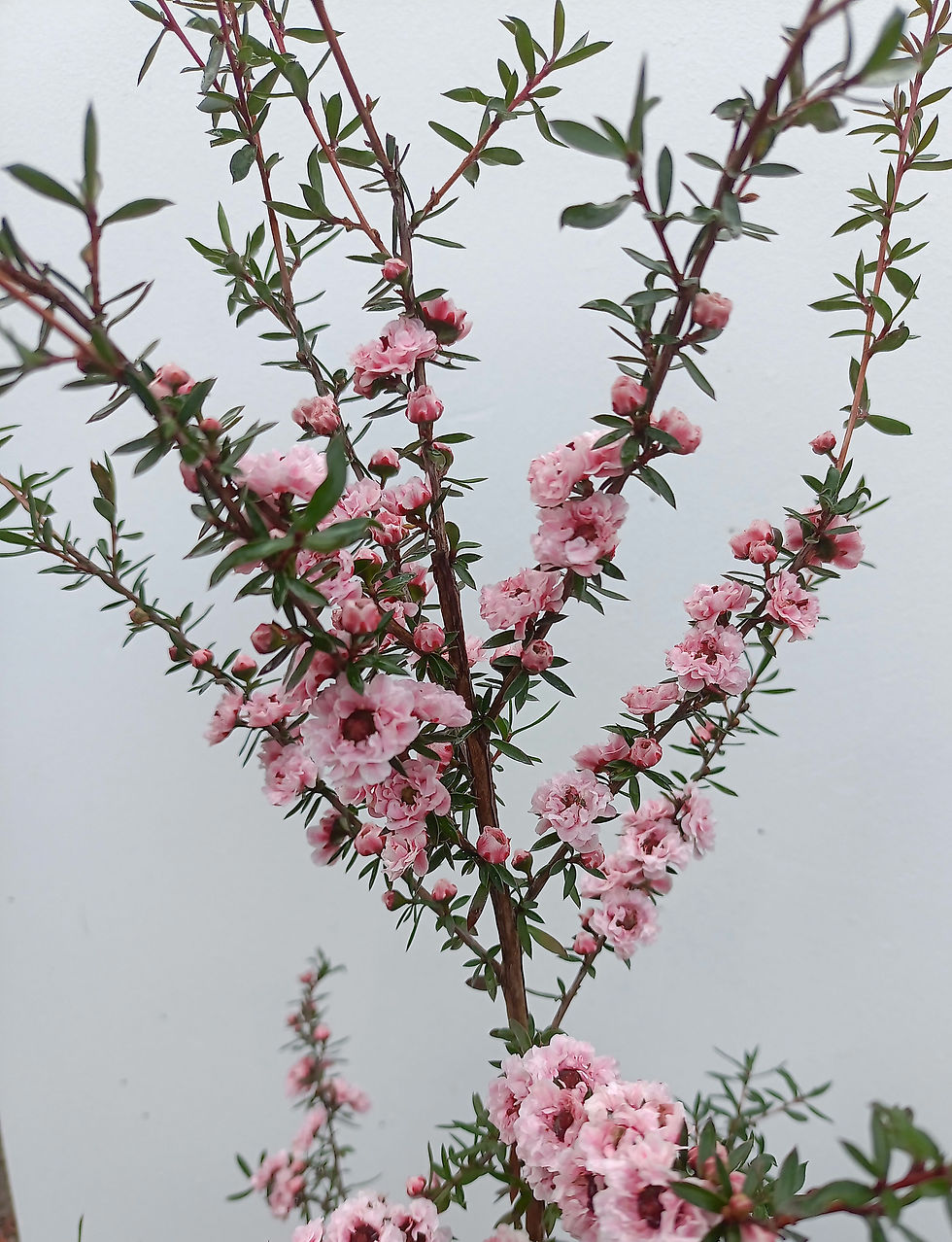 Thumbnail: Leptospermum 'Cupcake'