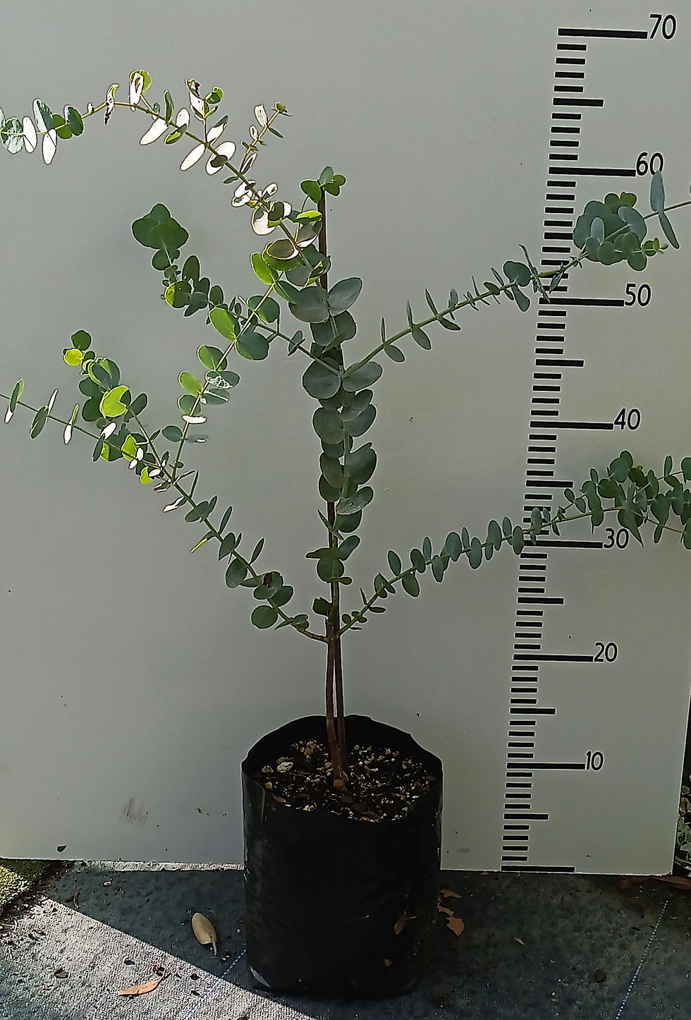 Thumbnail: Eucalyptus cinerea (silver dollar)