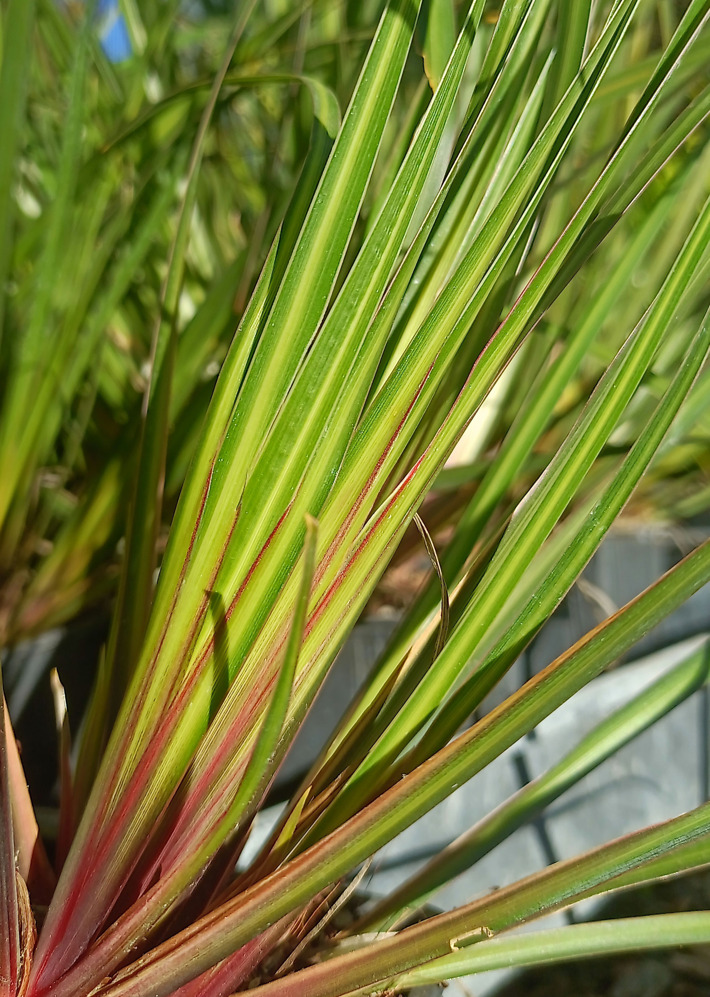 Libertia ixioides (tricolour)