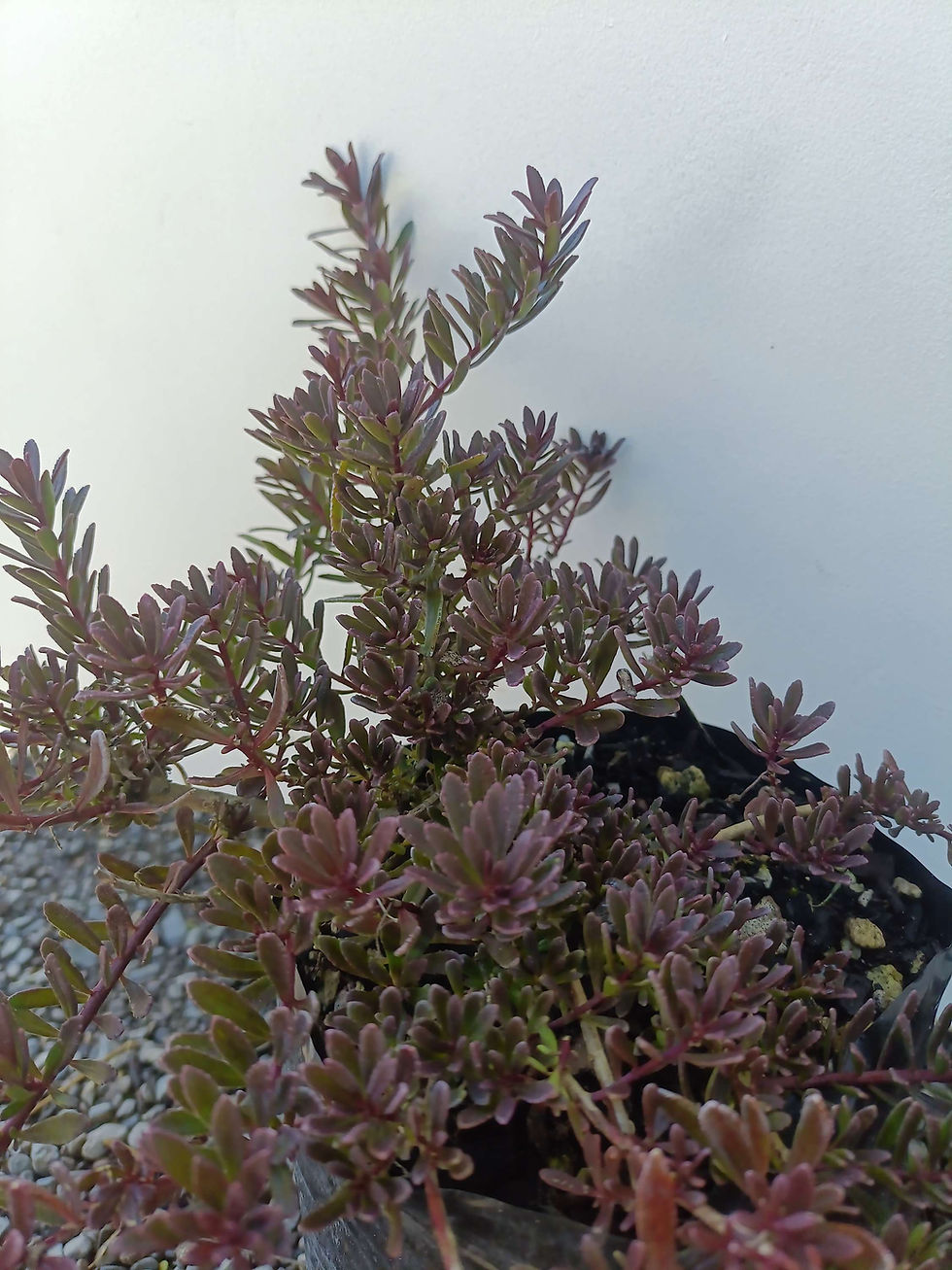 Thumbnail: Myroporum parvifolium - groundcover ngaio