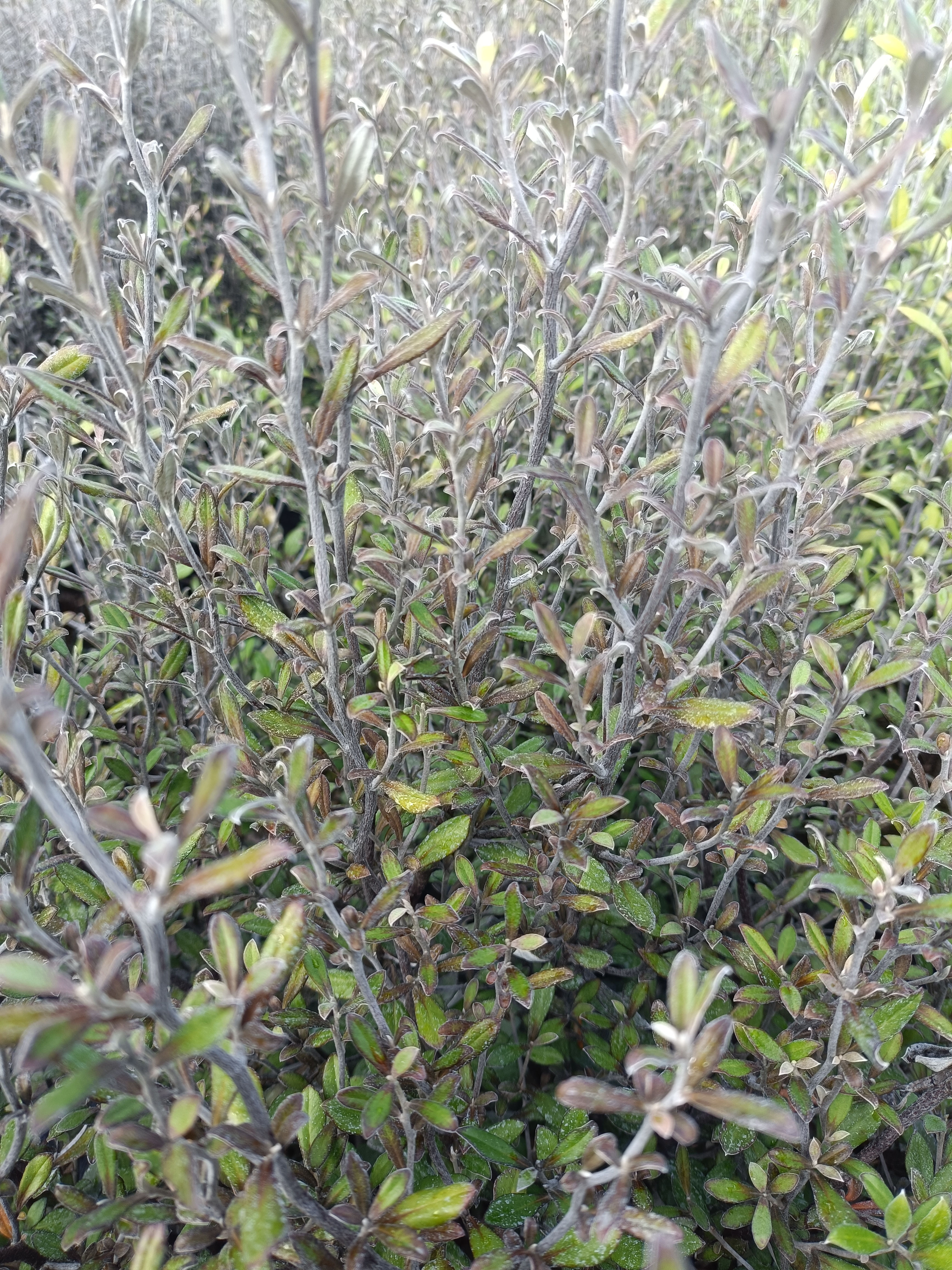 Corokia bronze king