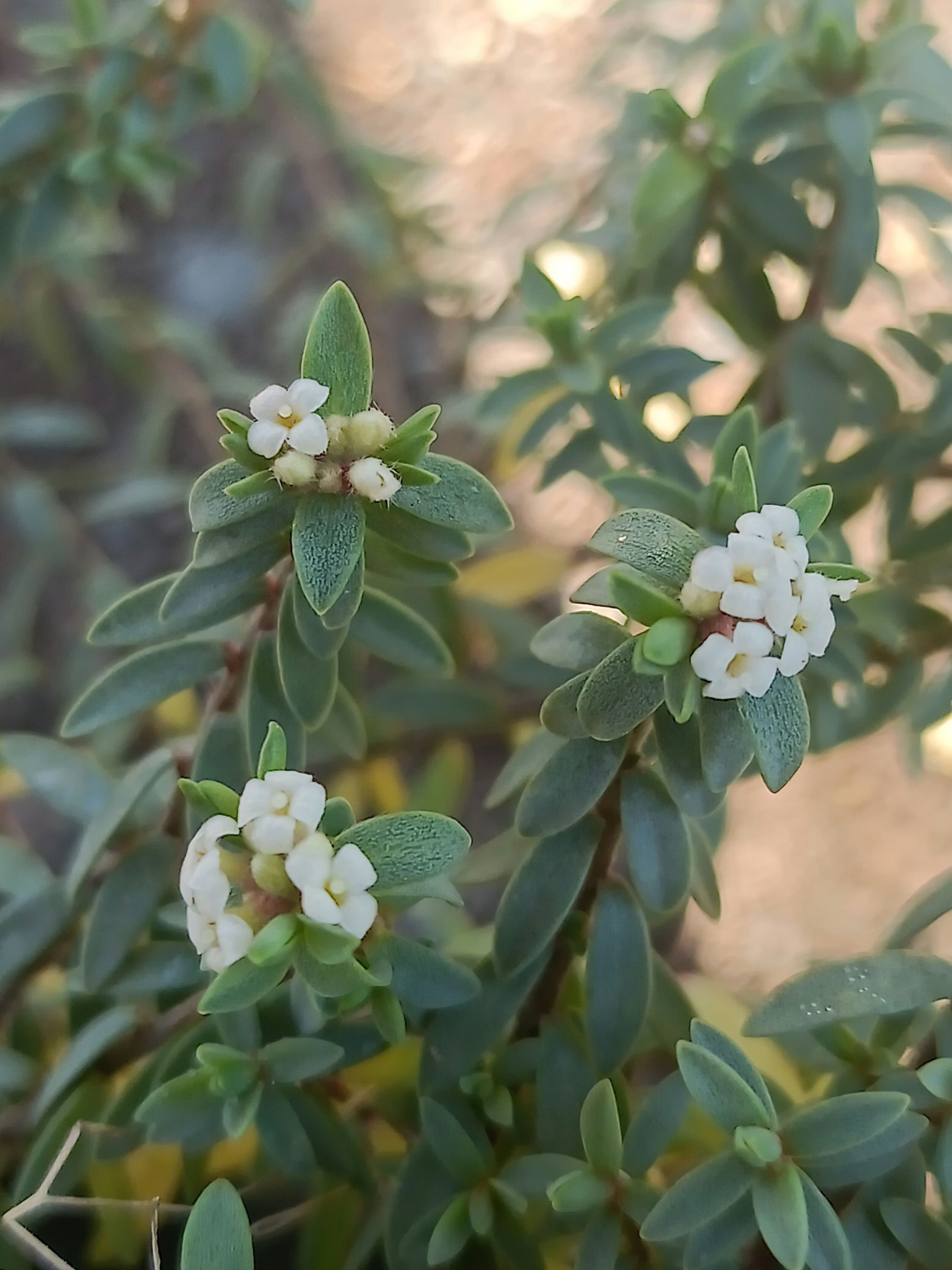 Pimelea prostrata - NZ Native daphne