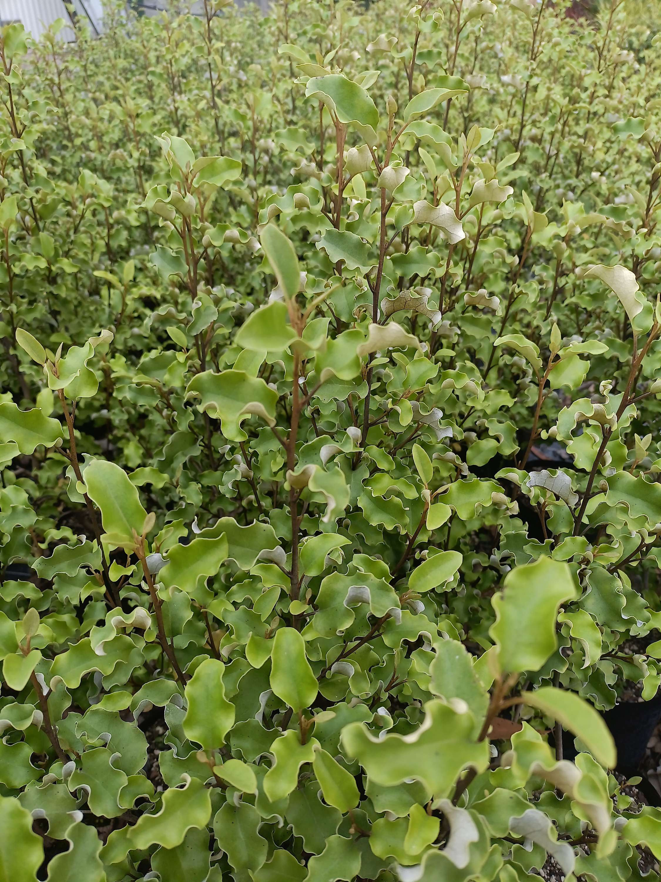 Olearia paniculata