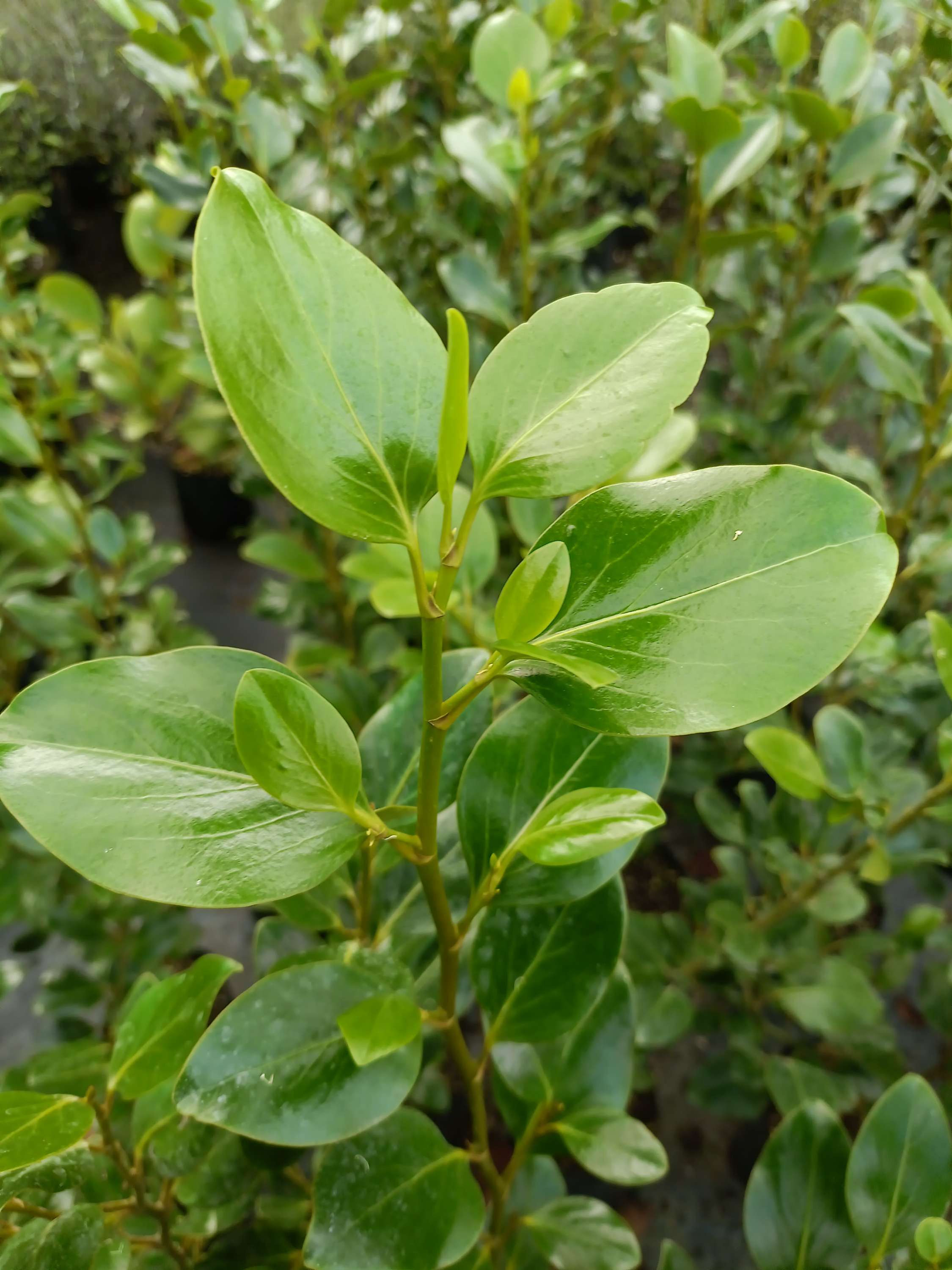 Griselinia littoralis - broadway mint