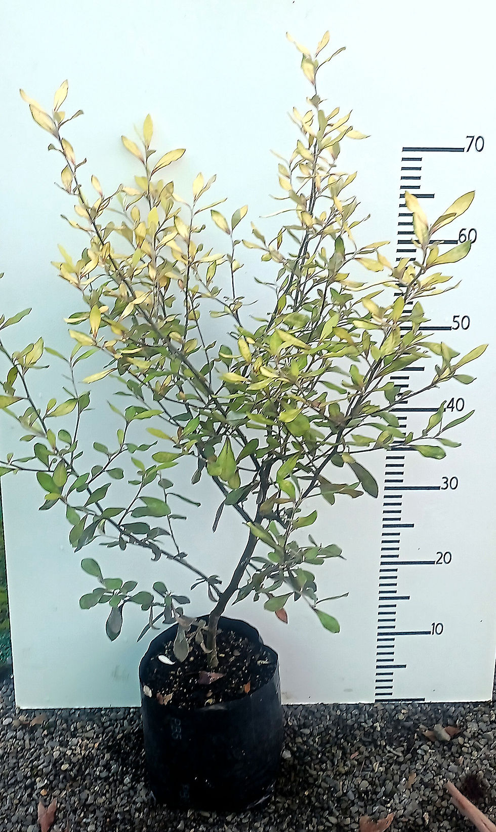 Thumbnail: Corokia 'Tuitti Fruitti' PVR