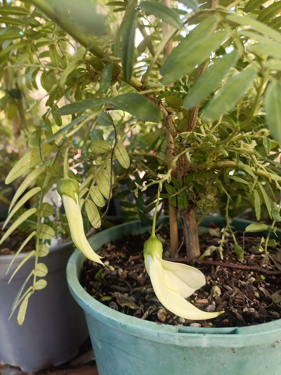 Thumbnail: Clianthus puniceus 'white Kakabeak'