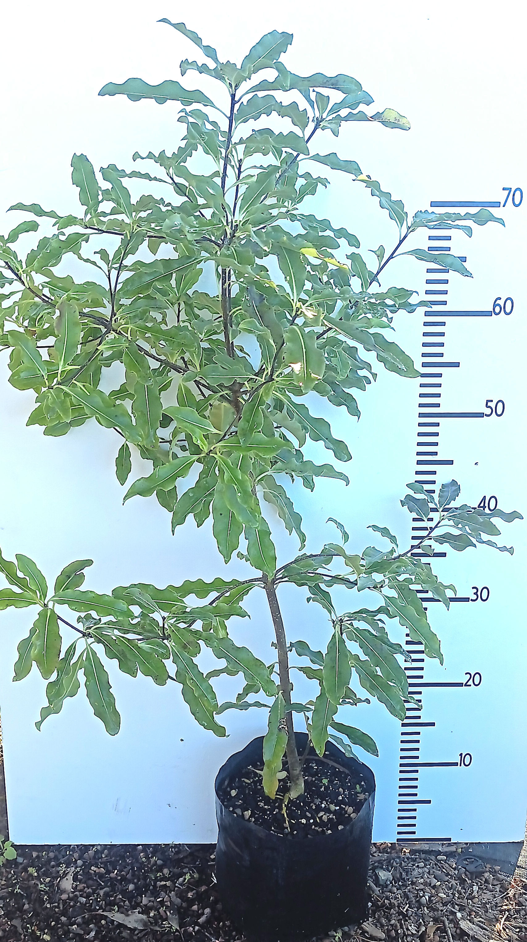 Pittosporum Eugenoides - lemonwood - Tall