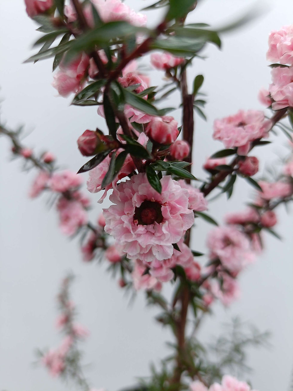 Thumbnail: Leptospermum 'Cupcake'