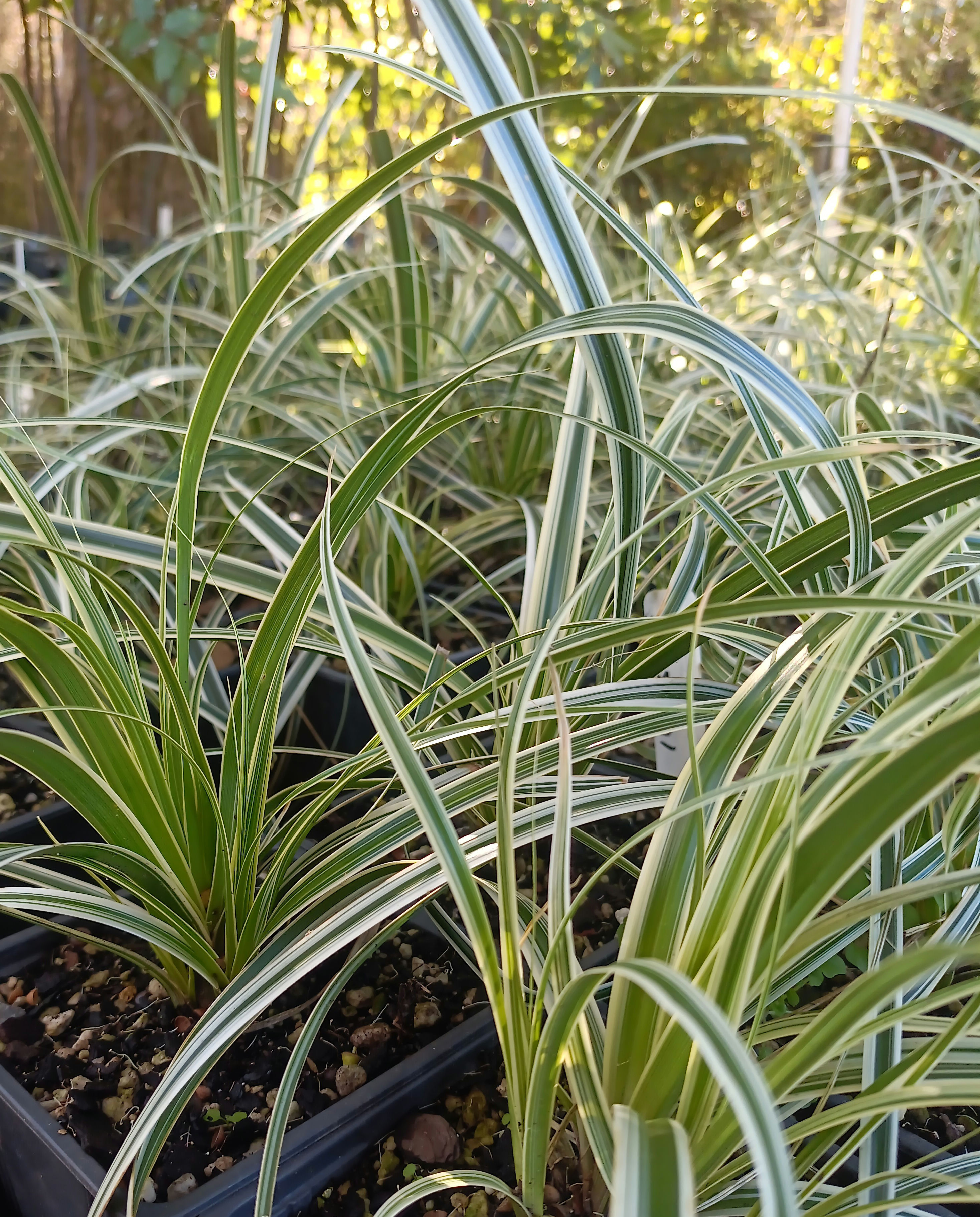 Carex feather falls