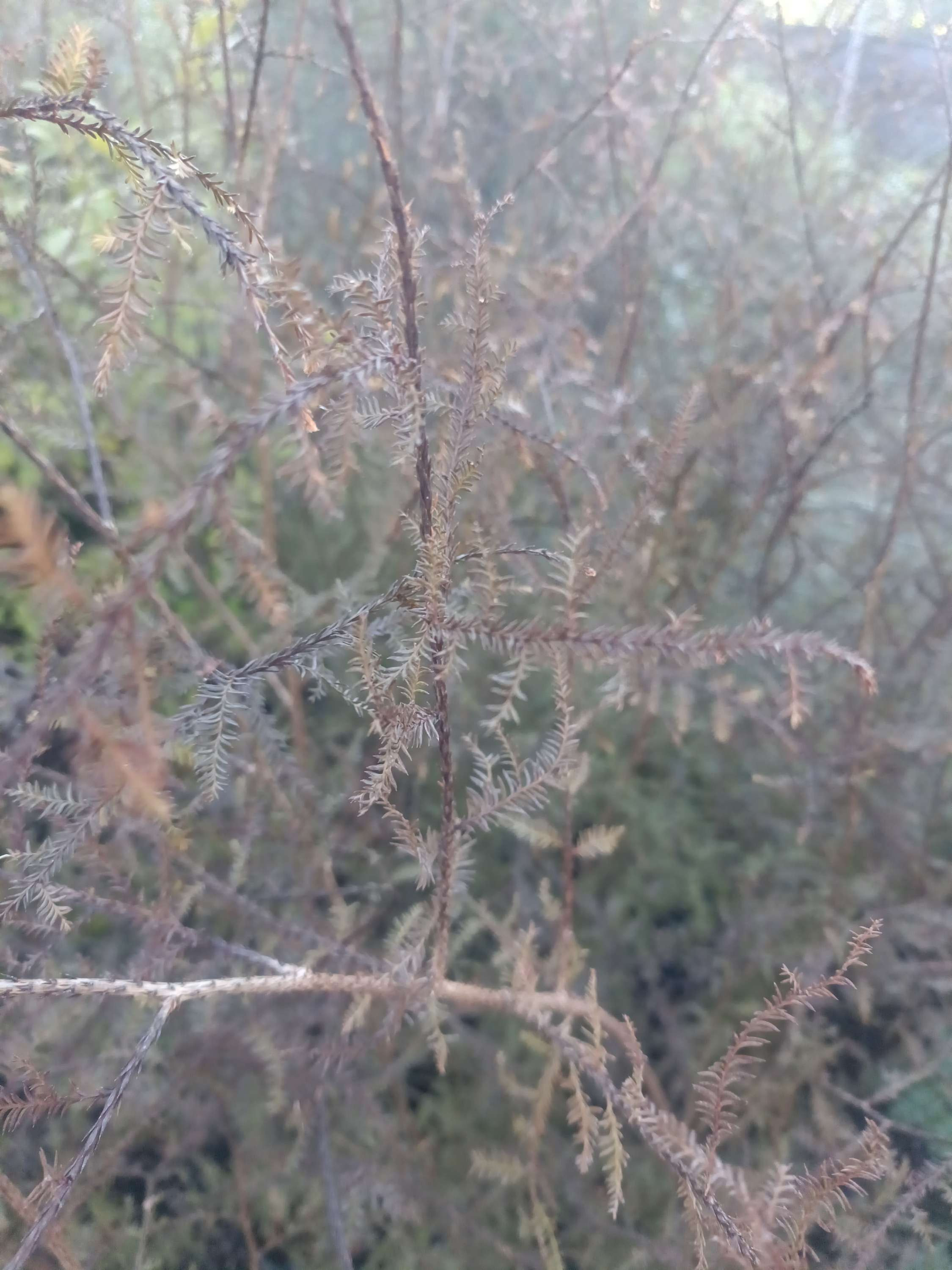 Dacrycarpus dacrydiodes 'Kahikatea' - Tall