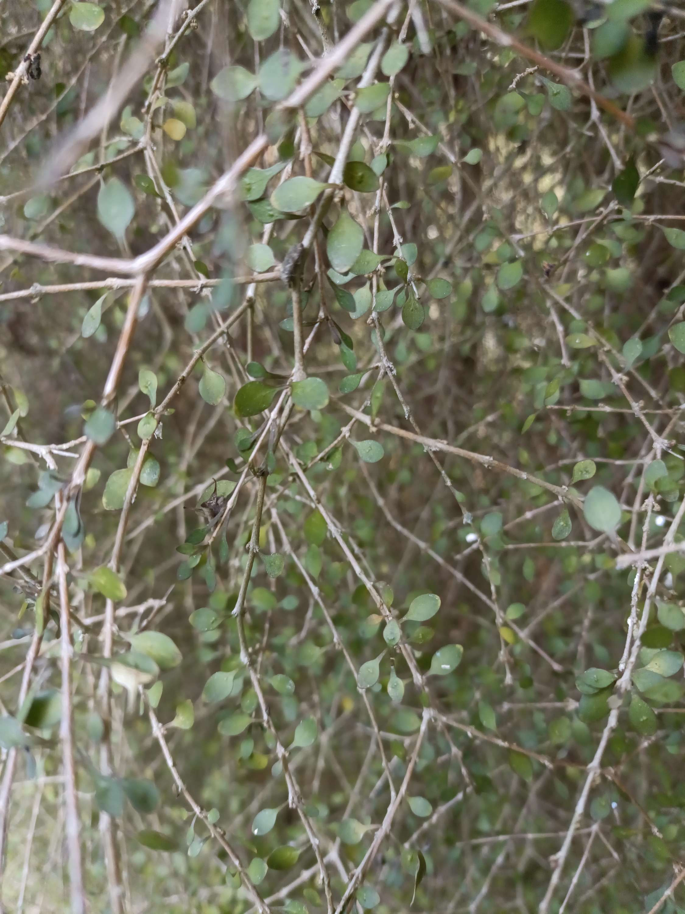 Coprosma Virescens
