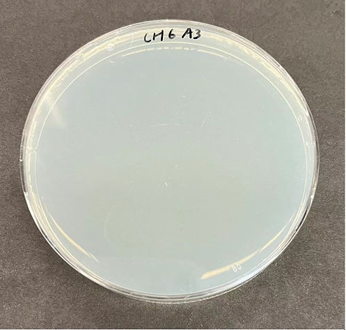 Ecoli_after_UVC_2.JPG