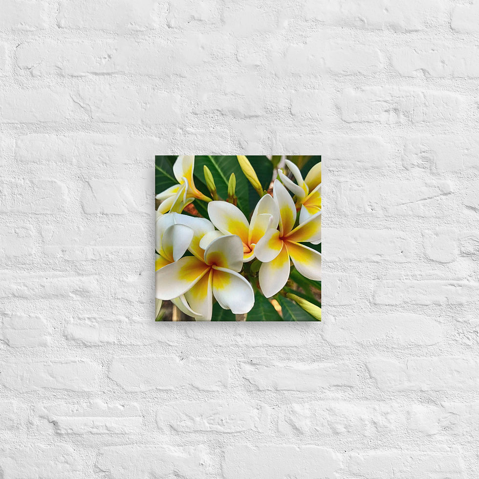 Miniaturbild: Wandbild Jasmin