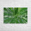 Miniaturbild: Wandbild Yucca