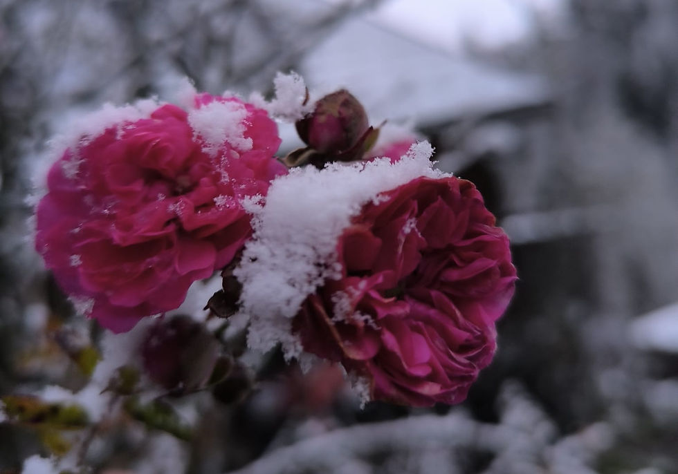 Vom Kreislauf des Lebens