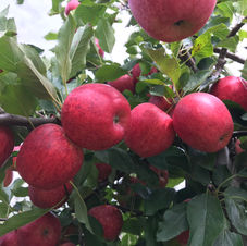 Apples Red Sweet Tango Greenvic.JPG