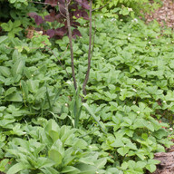 Ground-cover_-skovjordbaer-and-slangeurt.-Baermispel-and-hazel-nut.jpg