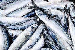 101194163-frozen-mackerel-frozen-group-of-fish-iced-atlantic-fish-mackerel-mackerel-patter