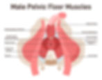 Diagram of male pelvic floor muscles labeled, showing anatomy. Includes labels for muscles like bulbospongiosus and pubococcygeus.