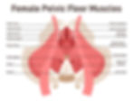 Diagram of female pelvic floor muscles, labeled with terms like Urethral Canal, Rectal Canal, and Levator Ani. Background is plain.