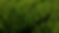 Western Larch Nursery_edited.png