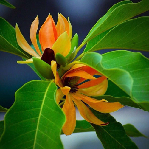Senbagam (Magnolia Champaca) โ The Golden Fragrant Flower Tree | icropagri