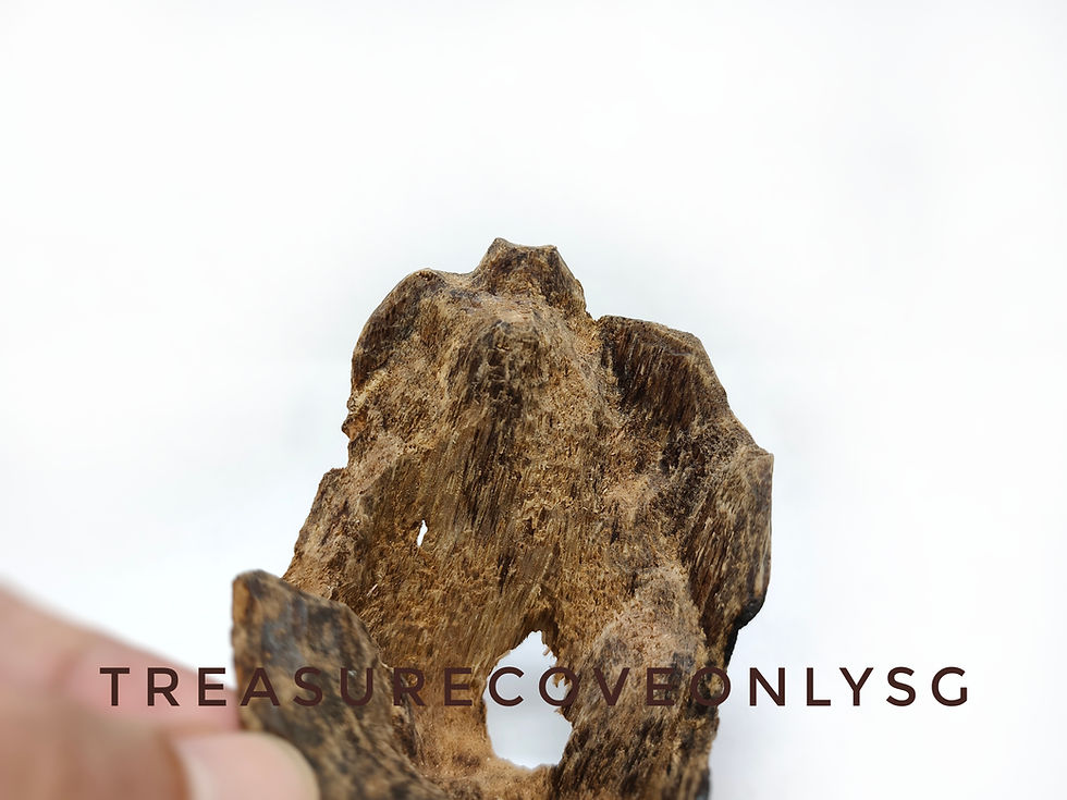 Thumbnail: Wild Nha Trang Agarwood Piece 野生芽庄沉沉香片