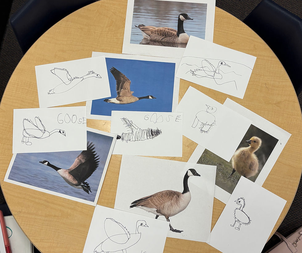 Using photographs as support, children created graphic representations of geese trying to accurately capture the shapes and forms of their bodies.