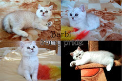 Barbi