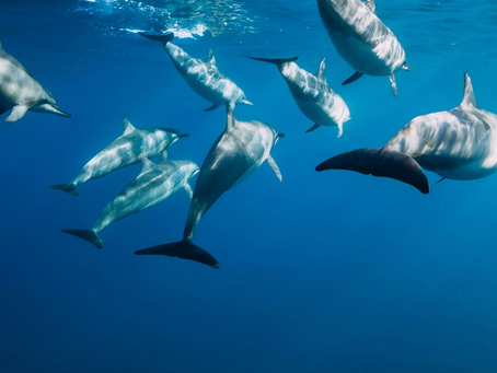 What are the giants of the Philippine's waters?