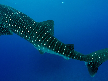 Where can i see Whale Sharks in the Philippines?
