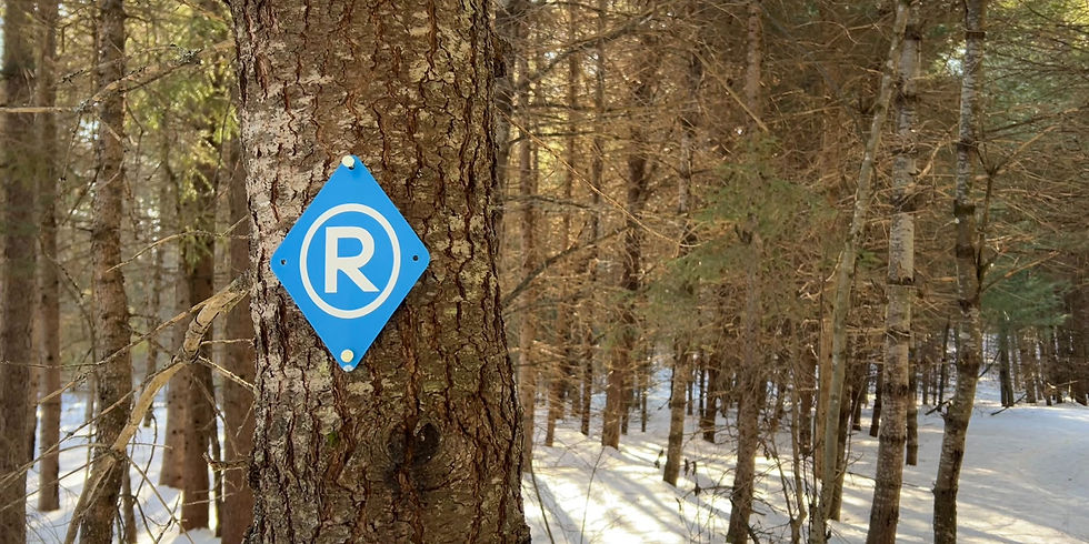 'R' trail marker on tree