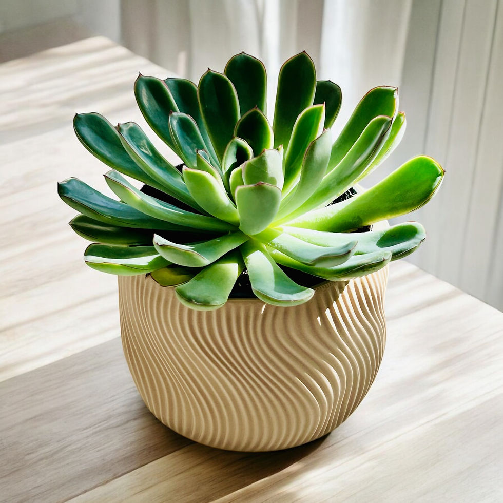 Miniature : DOLCE | Cache-pot d’intérieur