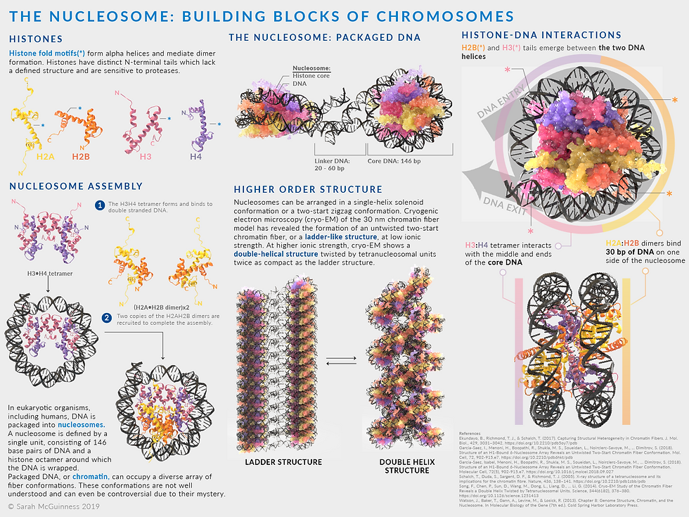 Introduction to Nucleosomes