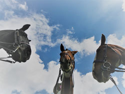 Maggie, Strider & Fraggle upside
