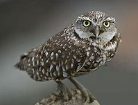 burrowing owl.jpg