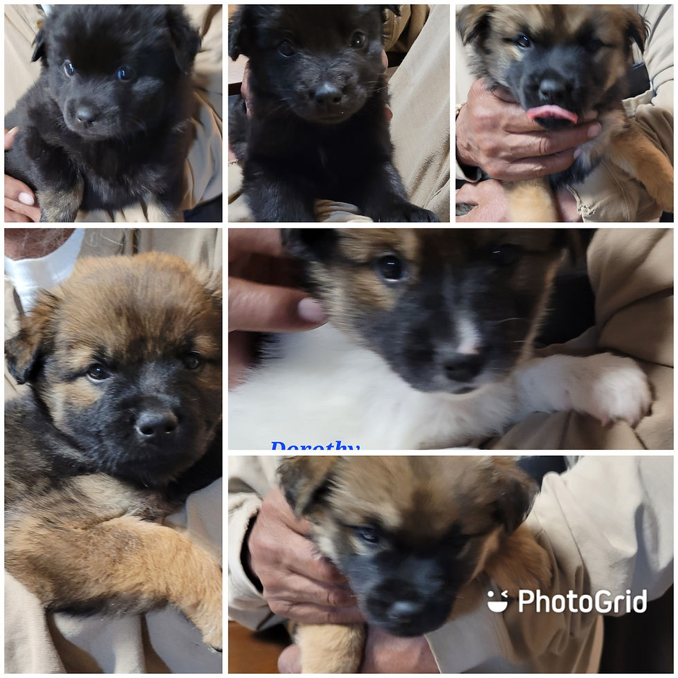 Thumbnail: From Forgotten to Forever Rescue