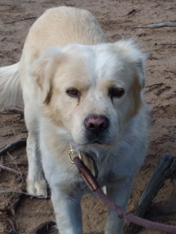 Thumbnail: From Forgotten to Forever Rescue