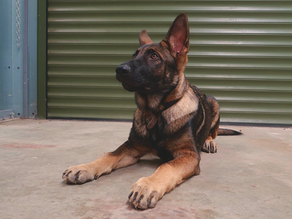 Stanley the K9 German Shepard lying down in front of a green roller door at a vacant commercial property. He is facing slightly up towards his dog handler.