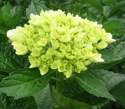 Hortensias Verde
