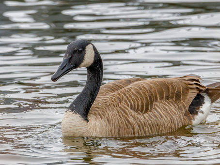 Empowered Goose Breaks Border Barrier