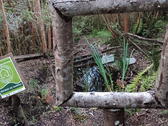 Ranitas nativas encuentran refugio en la poza artificial creada por el Refugio de Ranitas ‘Aldea Bosque Chiloé’.