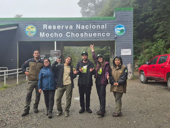 CONAF Los Ríos y ONG Ranita de Darwin confirman primer registro de la especie en la Reserva Nacional Mocho Choshuenco