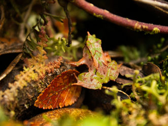 Descubrimos población clave de la ranita de Darwin que enfrenta amenaza inminente