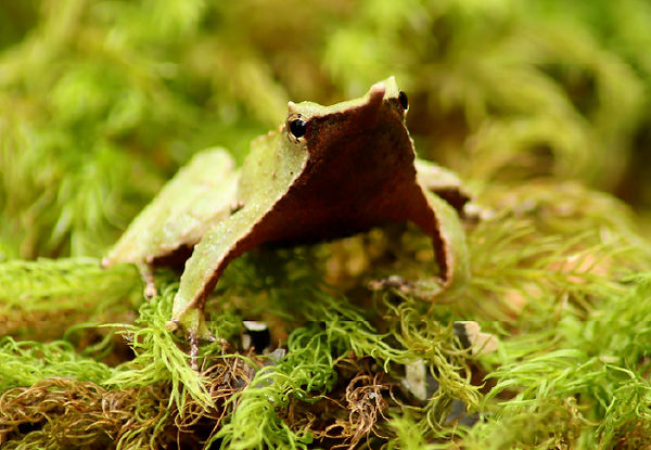 ranita de darwin verde
