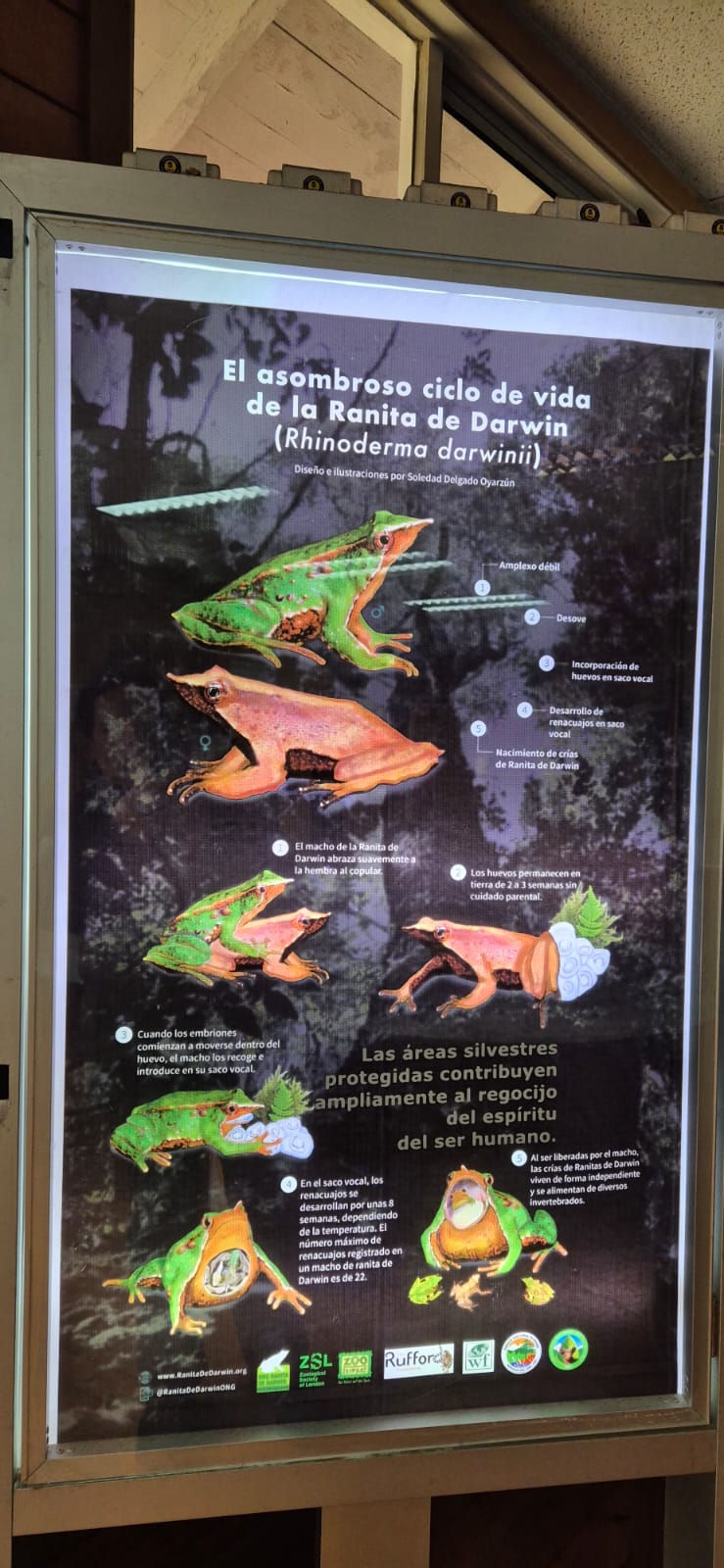 ONG Ranita de Darwin - PN Puyehue