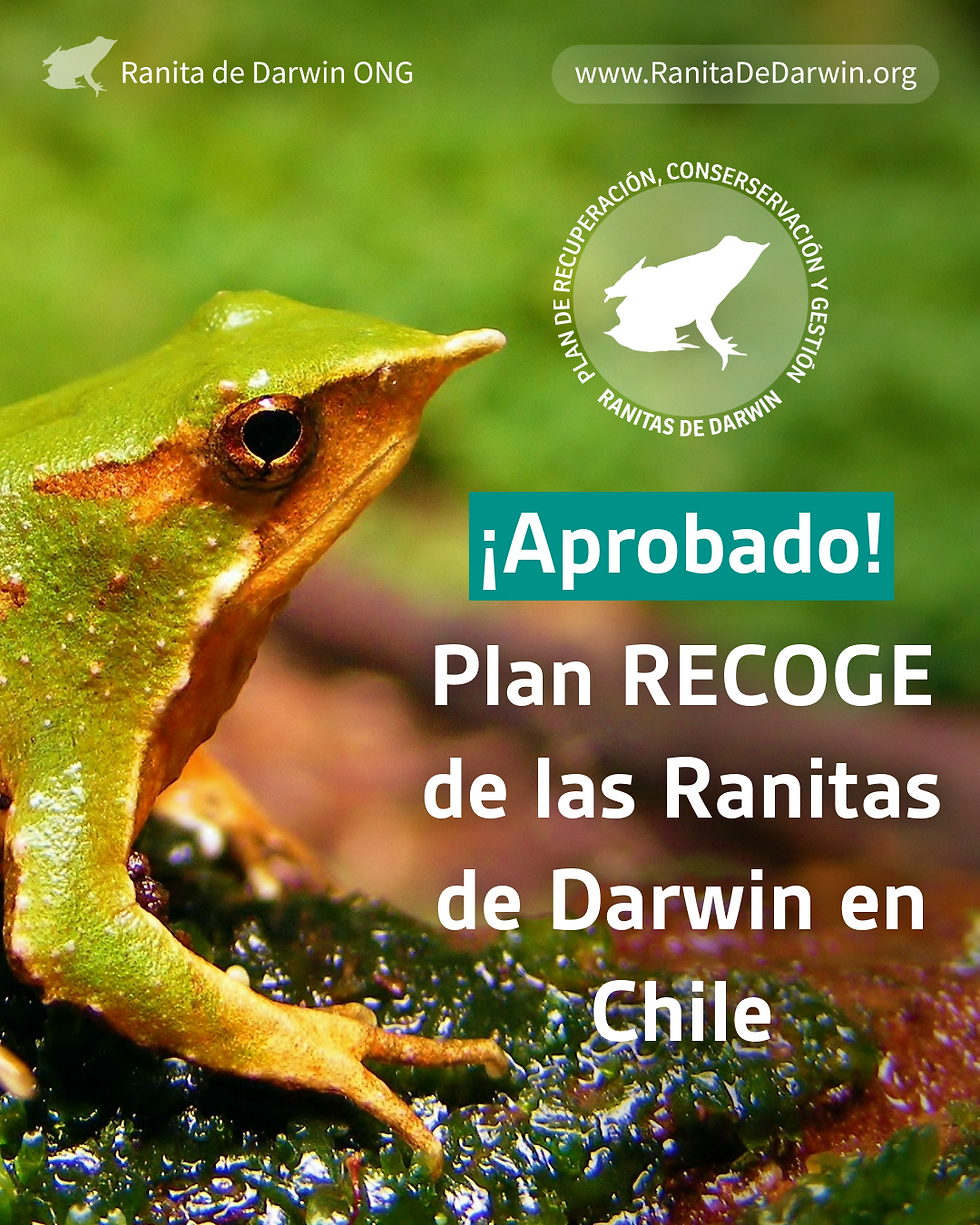 Aprobado, plan RECOGE de las ranitas de Darwin