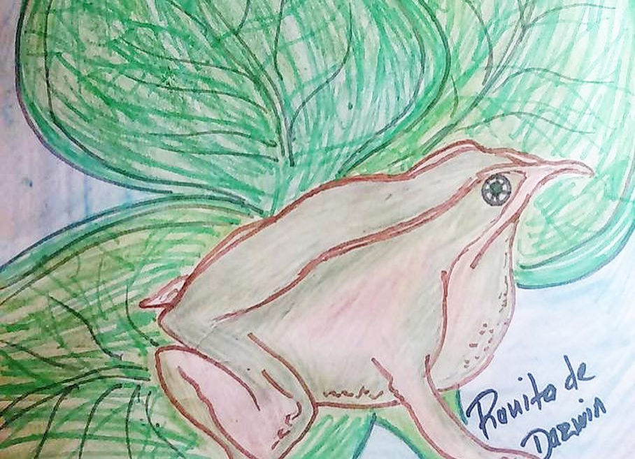 Concurso 'Dibuja a la ranita de Darwin'