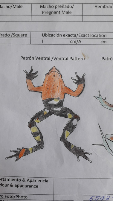 foto a una hoja con un dibujo de patrón ventral ranita de Darwin